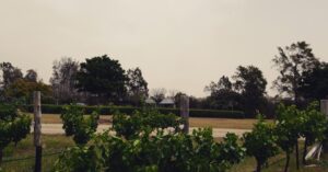 Vinyards Hunter Valley