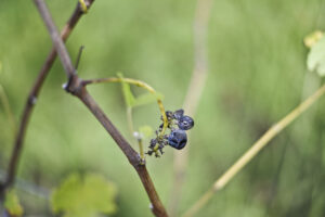 Shiraz Berry