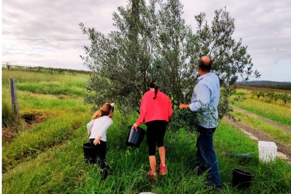 Damien and the girls picking olives
